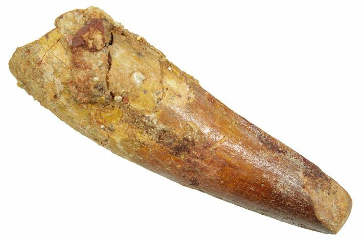 Fossil Spinosaurus Tooth - Feeding Worn Tip #363478